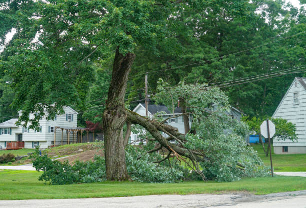 Professional Tree Services in Mount Ida, AR